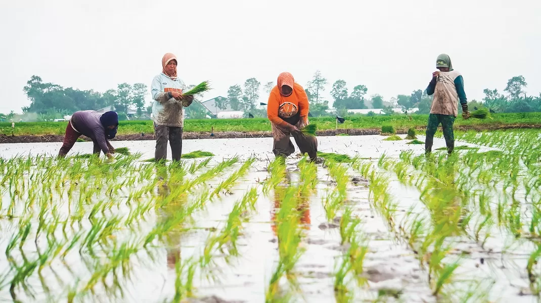 Kedaulatan Pangan Nasional: Tak Bisa Hanya Andalkan Subsidi, Lingkungan Jadi Fondasi Utama